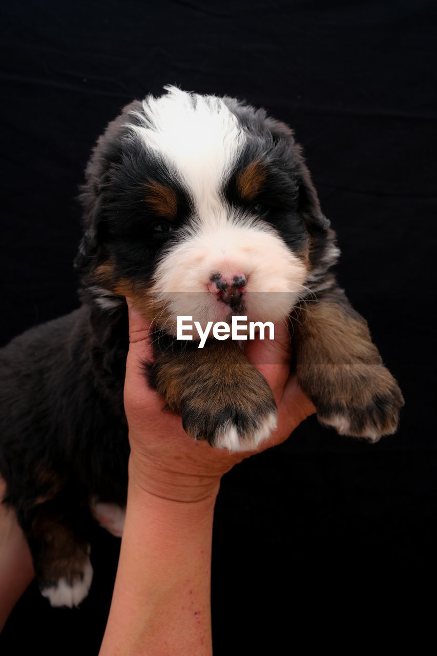 one animal, pet, domestic animals, animal themes, mammal, animal, canine, dog, black background, hand, holding, one person, young animal, puppy, studio shot, indoors, cute, portrait, lap dog, animal body part, black, close-up, animal hair, friendship, limb