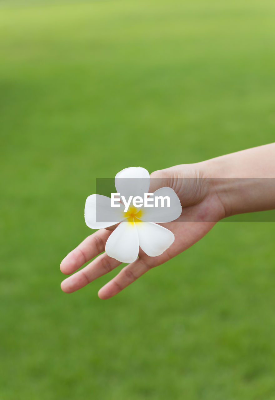 hand, plant, holding, flower, grass, flowering plant, yellow, freshness, one person, nature, beauty in nature, adult, fragility, close-up, women, focus on foreground, petal, green, meadow, day, outdoors, springtime, lawn, plain, young adult, daisy, white