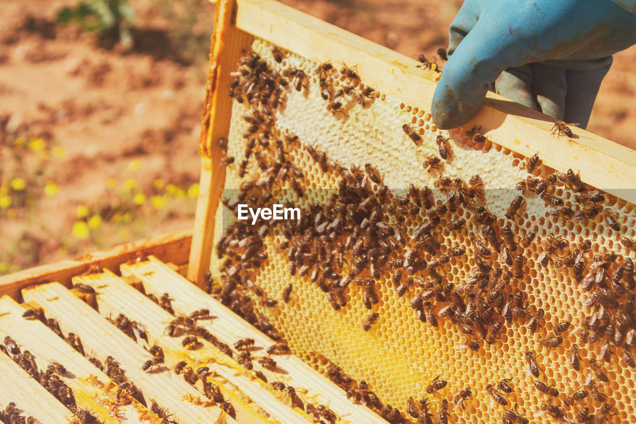 Close-up of beekeeper holding beehive with bees