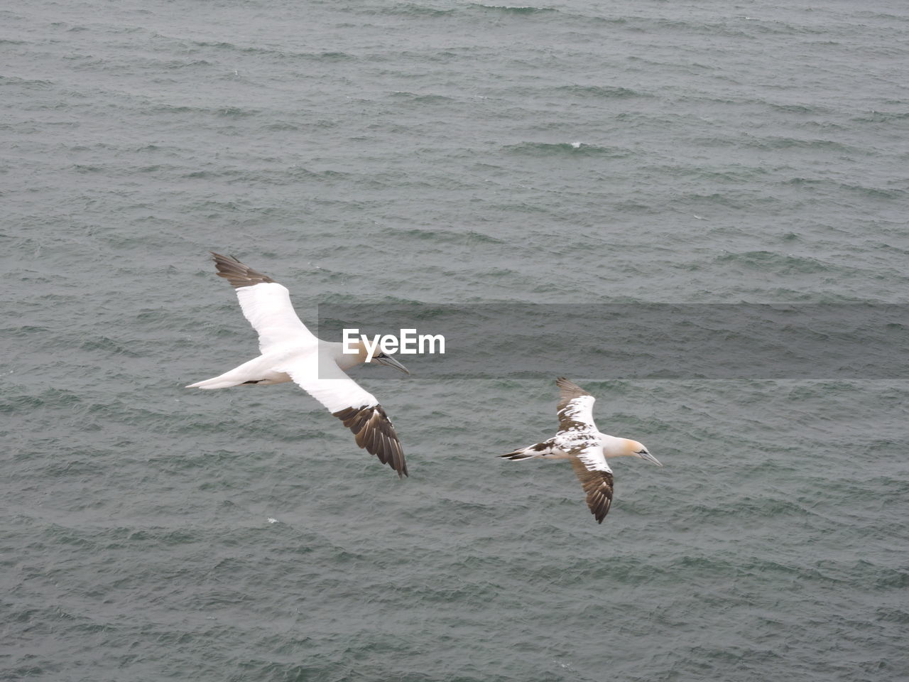 SEAGULLS FLYING OVER SEA