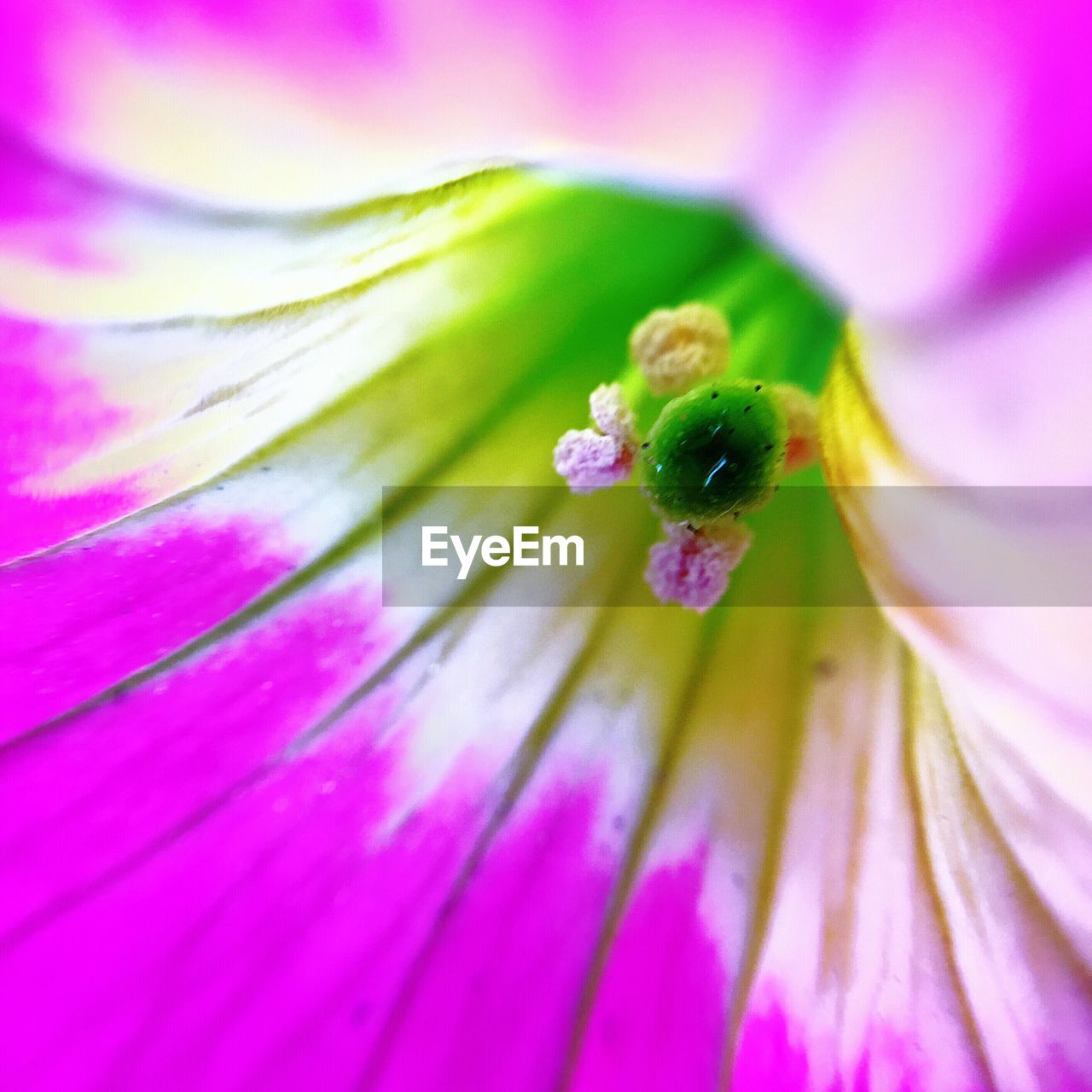 Close-up of pink flower