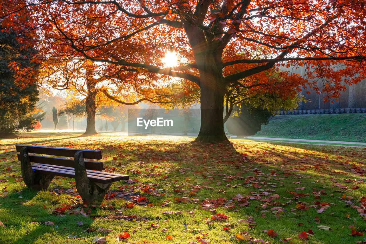 Empty bench by trees in park during autumn