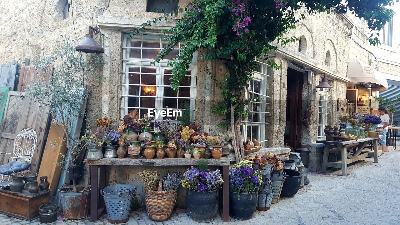 POTTED PLANTS AT MARKET