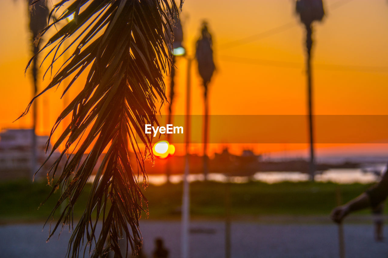 CLOSE-UP OF PLANT AGAINST ORANGE SKY