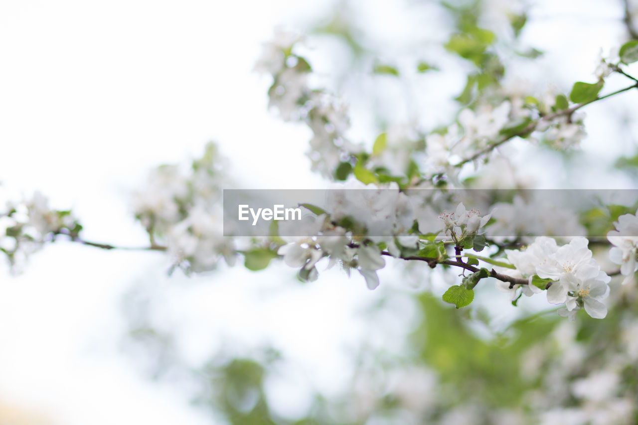 Close-up of white cherry blossoms in spring