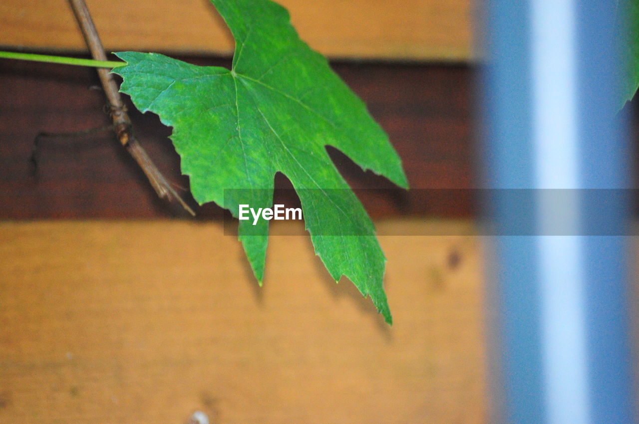 Close-up of ivy leaf against wall