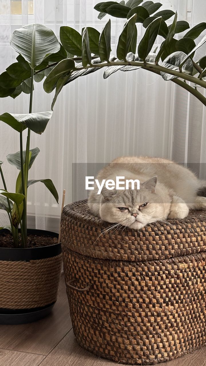 high angle view of cat relaxing in wicker basket