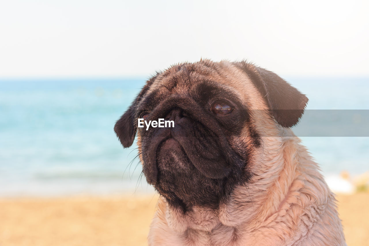 Sad pug dog sits on the beach and looks at the sea. pug relaxing and chilling out