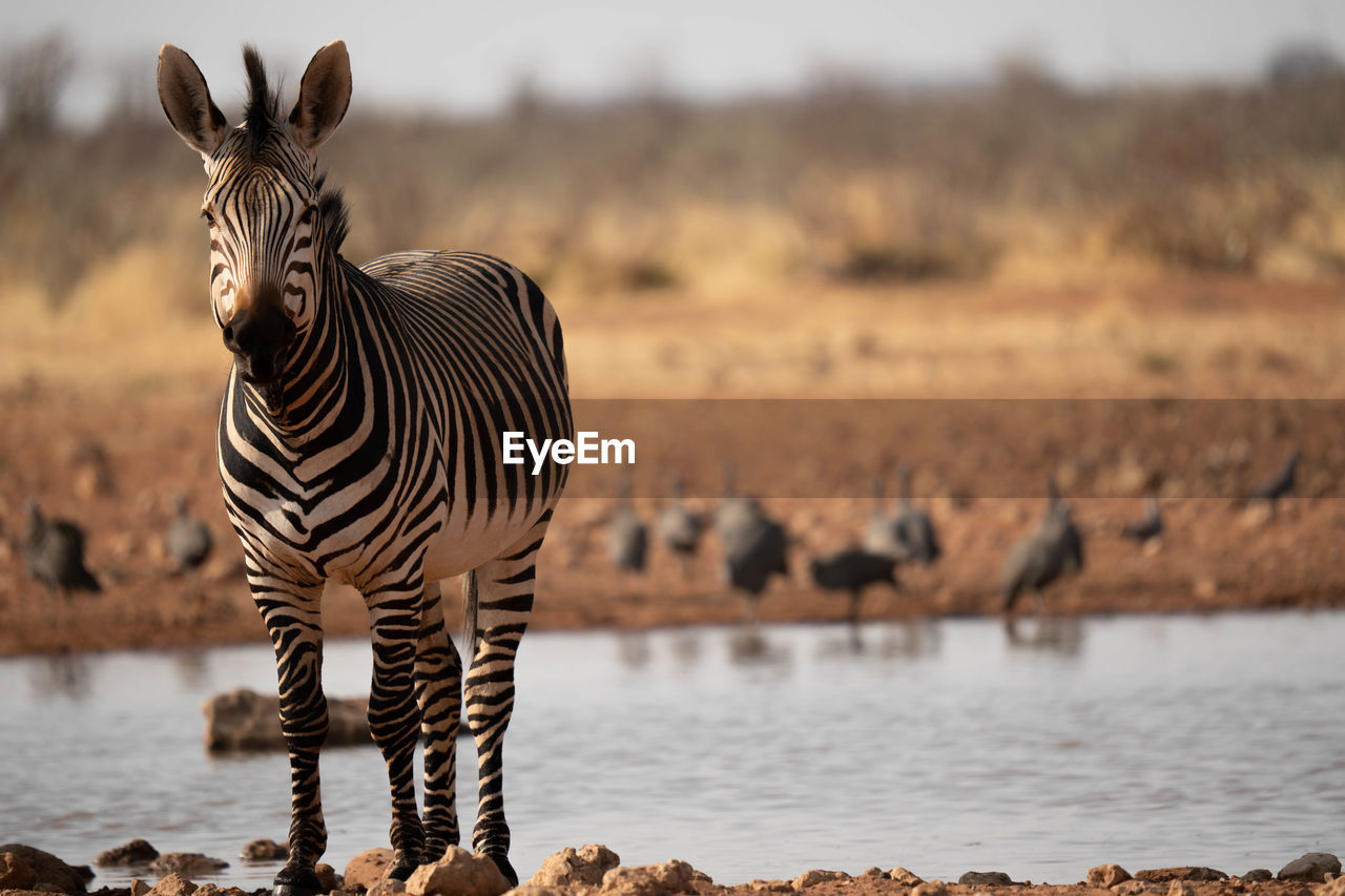 side view of zebra on field