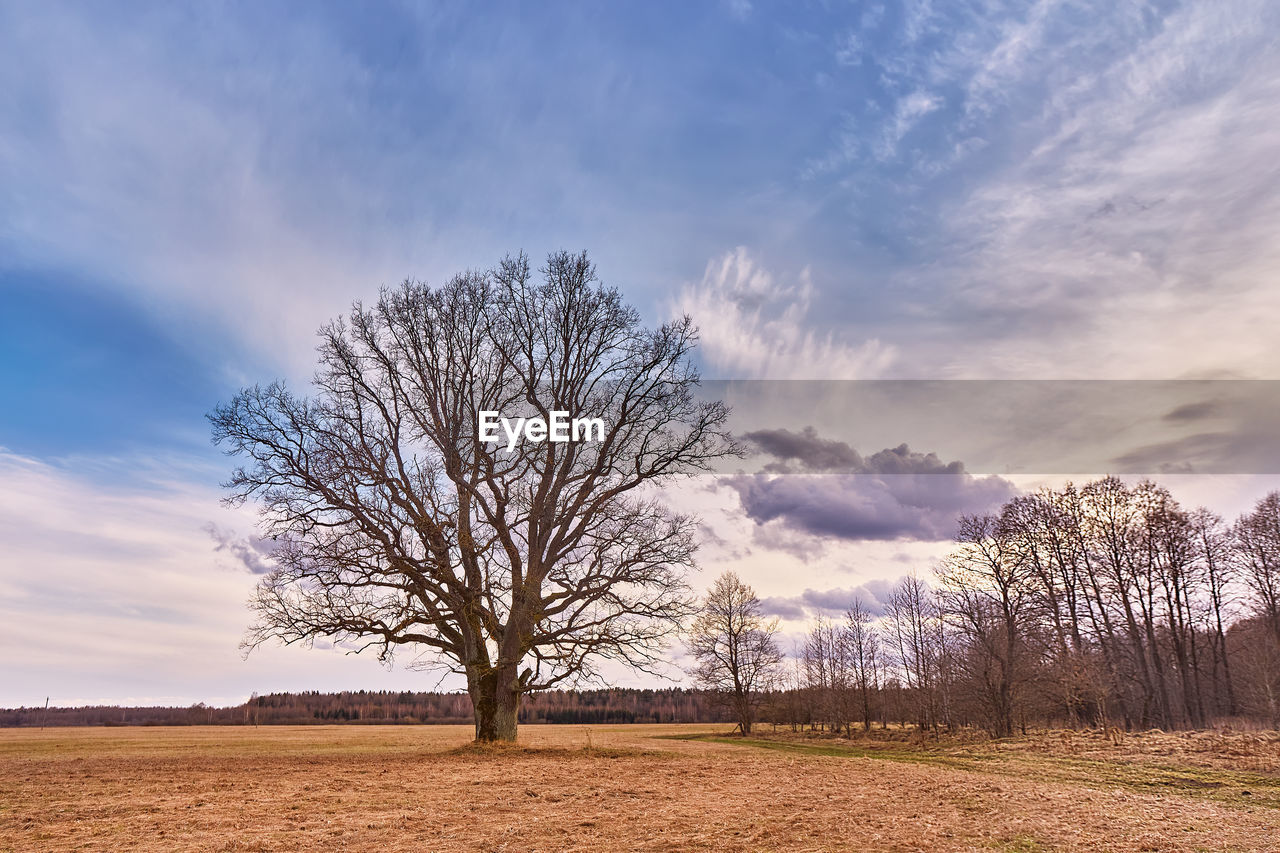 sky, tree, landscape, cloud, environment, plant, nature, land, field, scenics - nature, beauty in nature, morning, horizon, bare tree, prairie, plain, rural scene, blue, rural area, tranquility, grass, no people, agriculture, tranquil scene, outdoors, hill, cloudscape, non-urban scene, dawn, horizon over land, sunlight, tree trunk, forest, autumn, winter, grassland, natural environment, trunk, idyllic