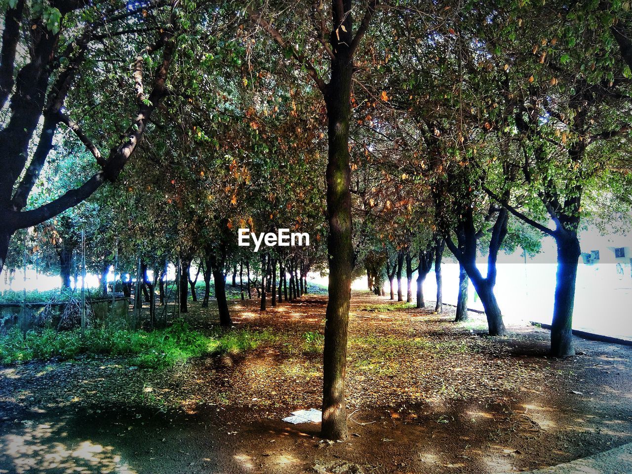 TREES ON FIELD AGAINST THE SKY