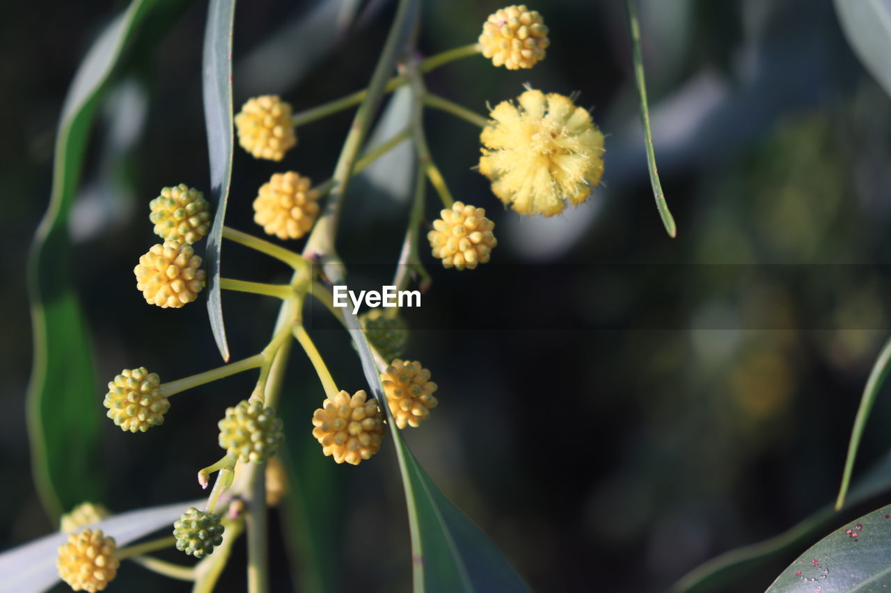 CLOSE-UP OF YELLOW FLOWERS