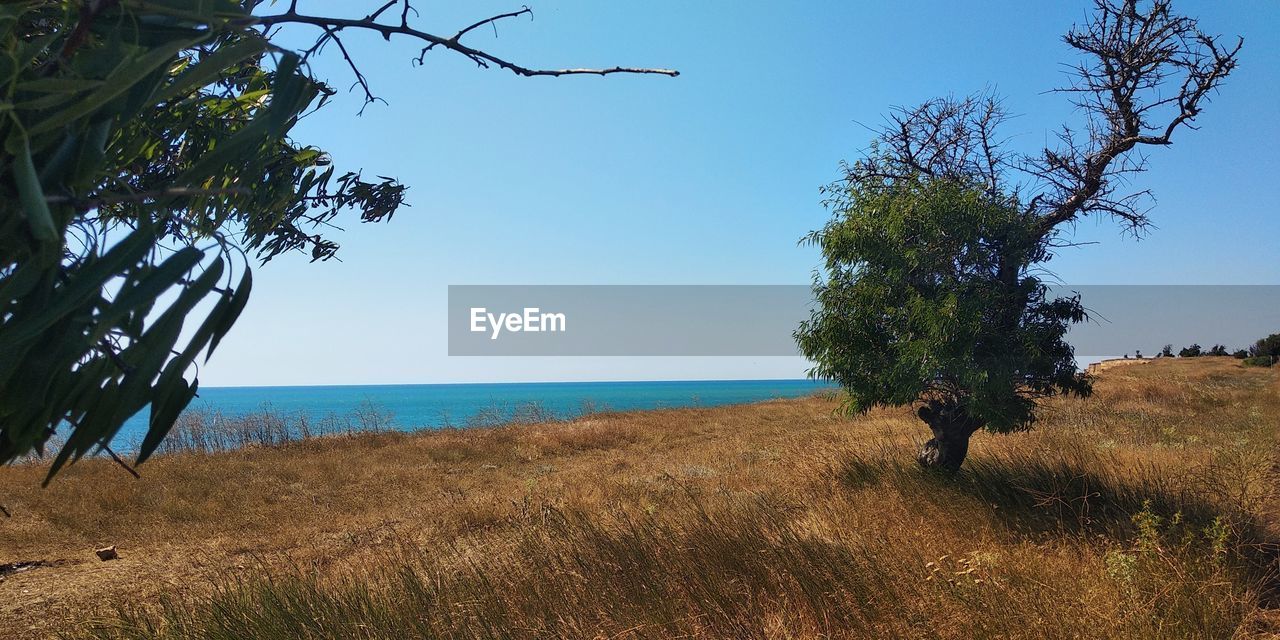 TREES ON SHORE AGAINST SKY