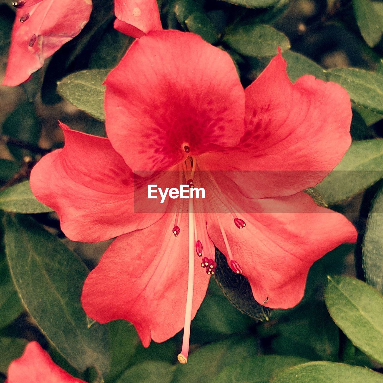 Close-up of pink flower