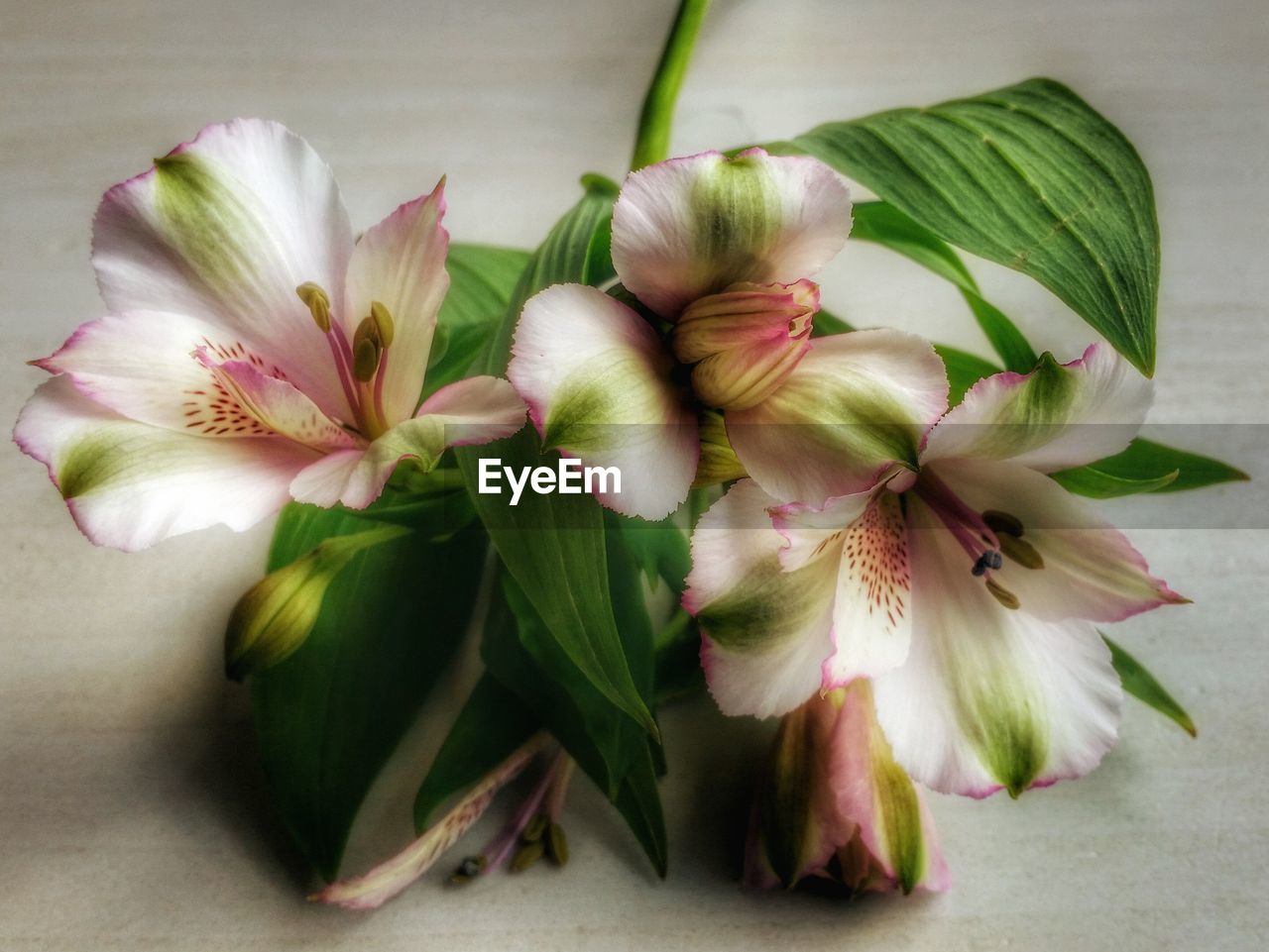 CLOSE-UP OF WHITE FLOWERS BLOOMING OUTDOORS