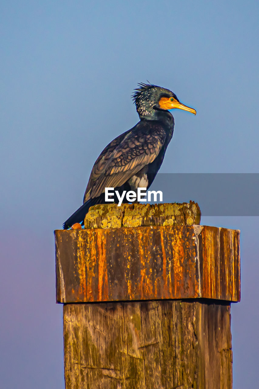 BIRD PERCHING ON WOODEN POST AGAINST CLEAR SKY