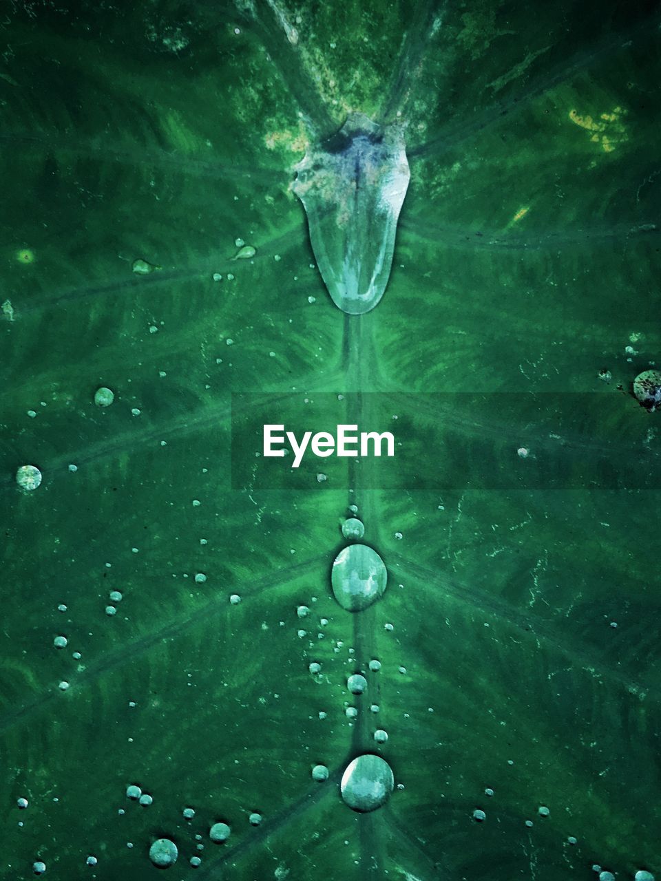 CLOSE-UP OF WATER DROP ON UNDERWATER
