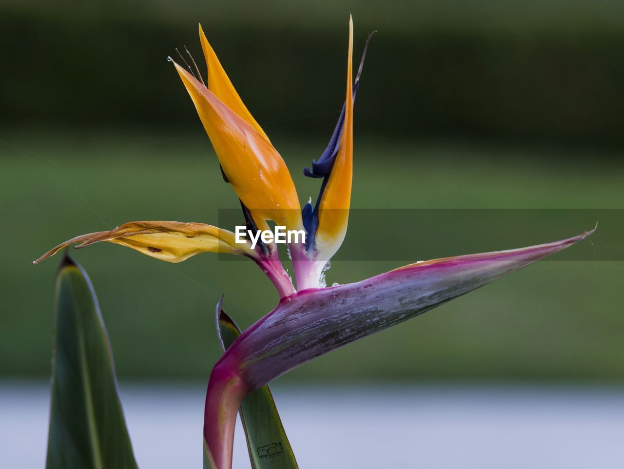 Close-up of day lily blooming outdoors