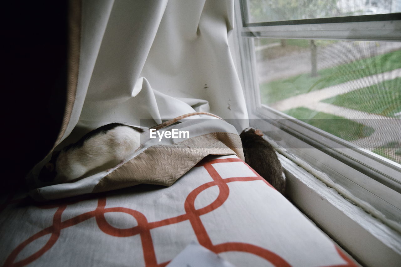 High angle view of fancy rats on bed by window