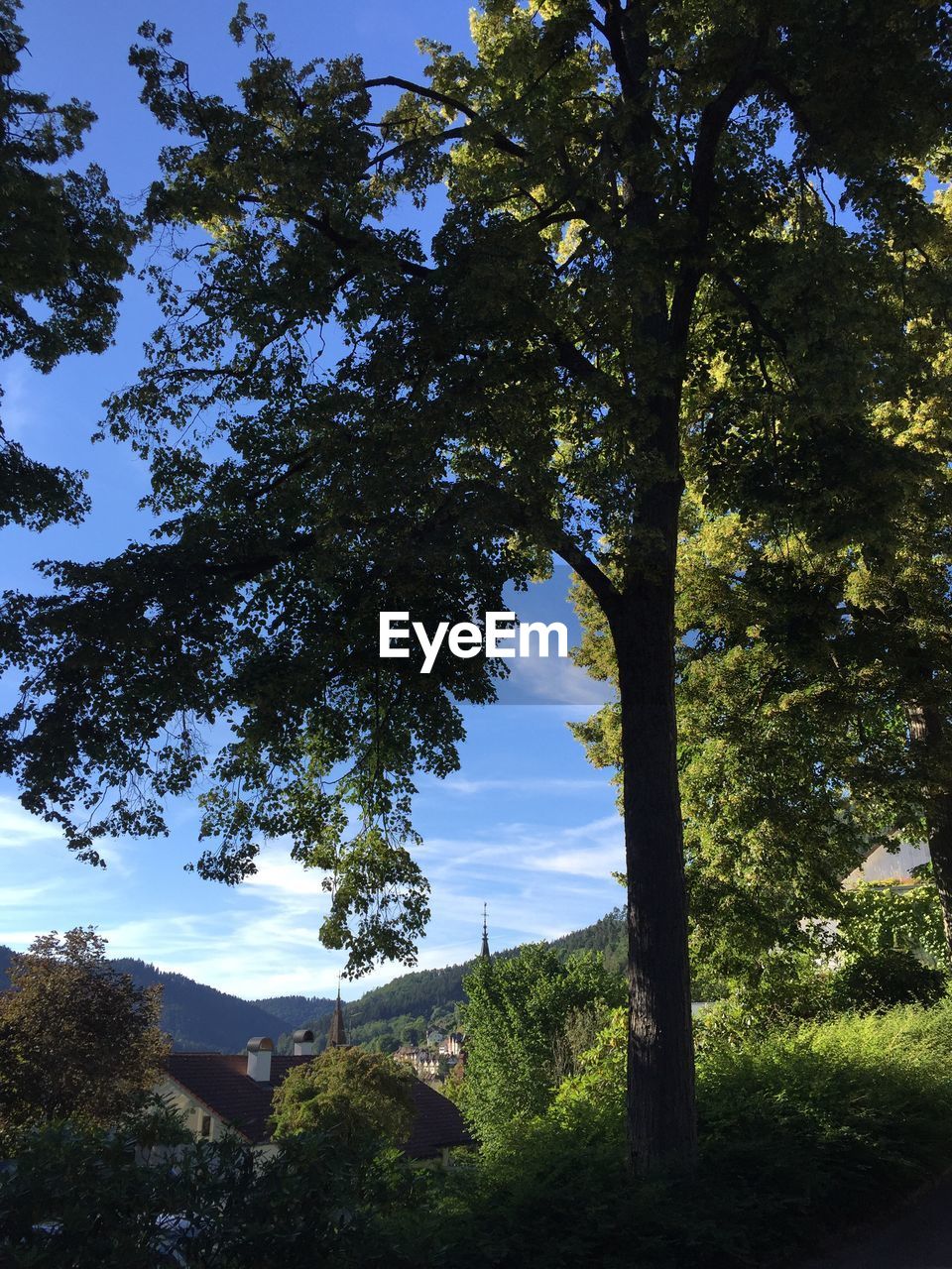 LOW ANGLE VIEW OF TREES