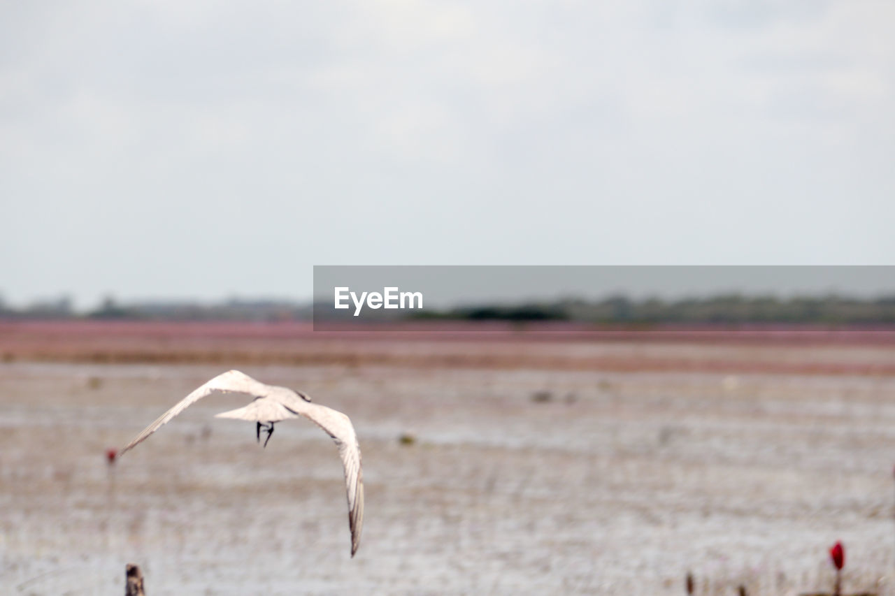 Bird flying over a field