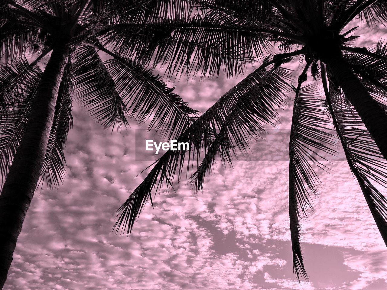 LOW ANGLE VIEW OF COCONUT PALM TREES AGAINST SKY