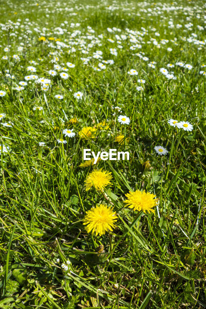 CLOSE-UP OF WHITE DAISY FLOWERS ON FIELD