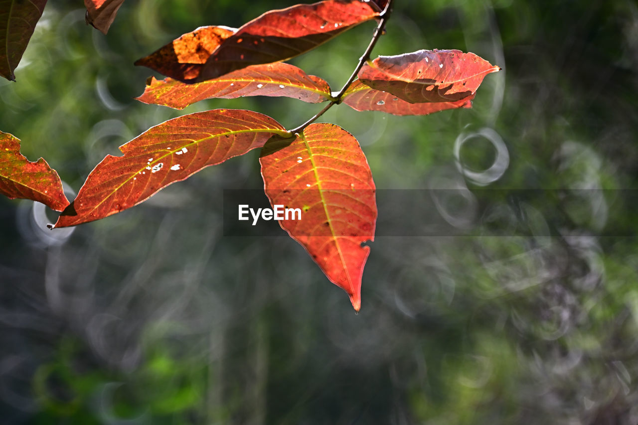 leaf, plant part, plant, nature, autumn, flower, tree, beauty in nature, orange color, no people, close-up, outdoors, red, day, branch, tranquility, water, environment, macro photography, growth, focus on foreground, forest, land, fragility