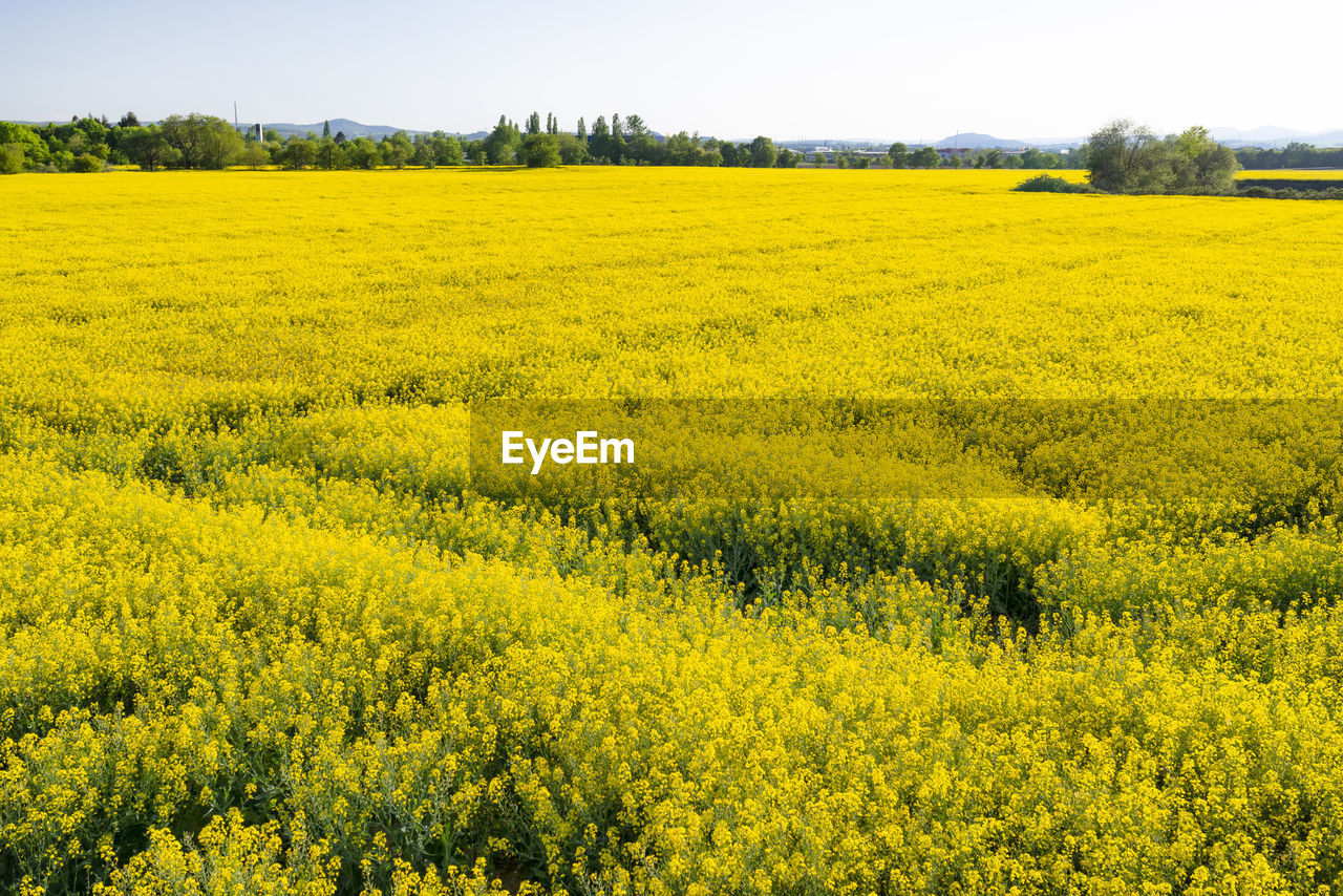 Scenic view of oilseed rape field