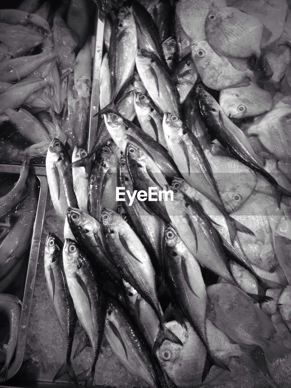 HIGH ANGLE VIEW OF FISH FOR SALE AT MARKET