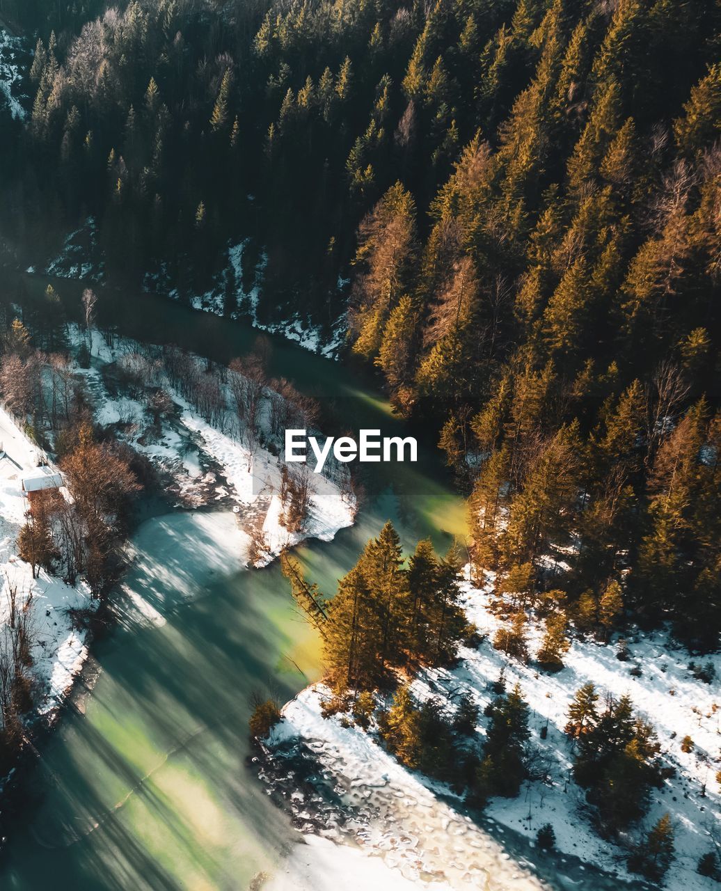 High angle view of trees in forest during autumn