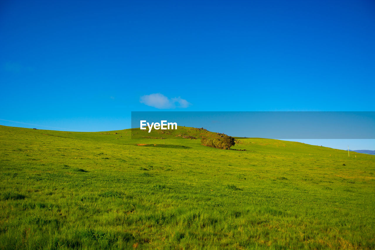 Scenic view of grassy field against clear blue sky