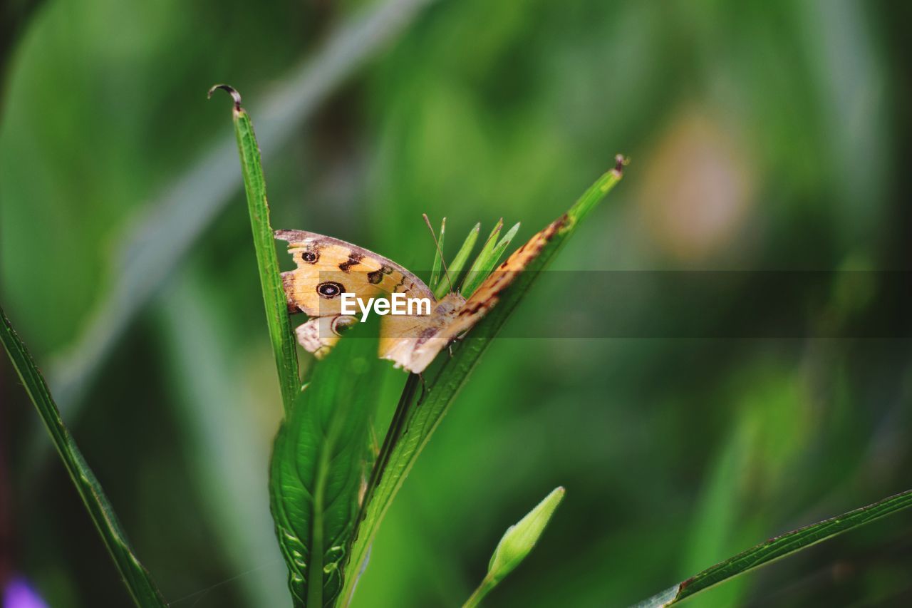 BUTTERFLY ON GREEN LEAF