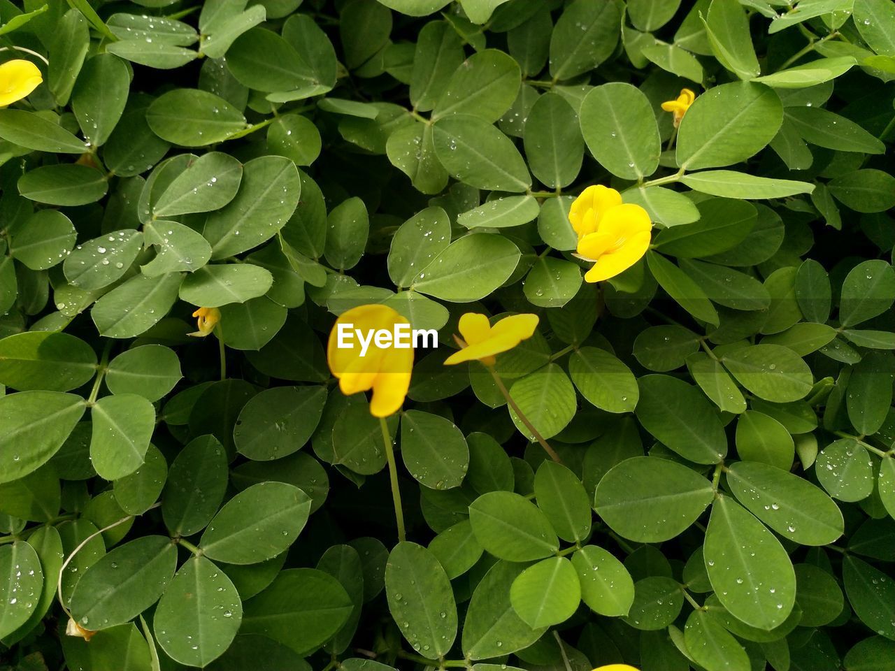 High angle view of water drops on plant leaves