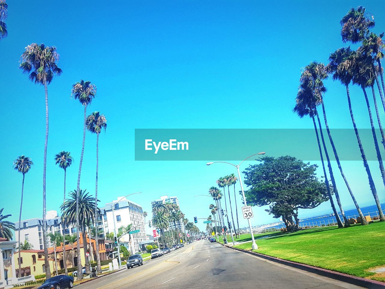 City street amidst coconut palm trees against clear blue sky