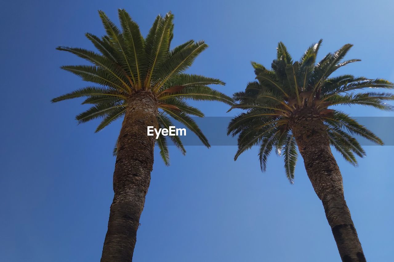 Low angle view of palm trees against clear blue sky in korcula city, croatia. summer 2019.