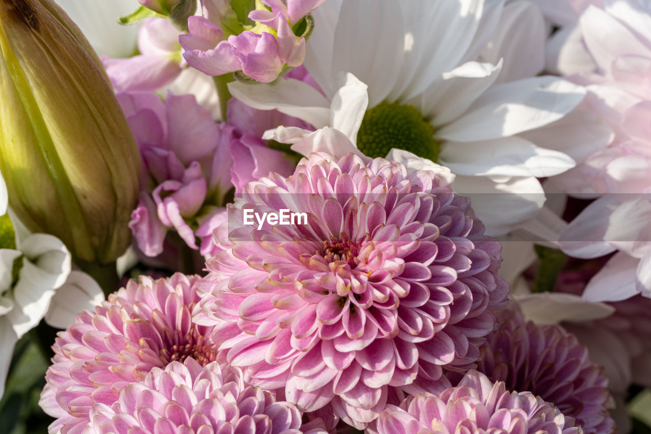 flower, flowering plant, plant, freshness, beauty in nature, fragility, petal, close-up, pink, flower head, nature, floristry, inflorescence, bouquet, no people, growth, purple, blossom, springtime, flower arrangement, focus on foreground, outdoors, lilac, day