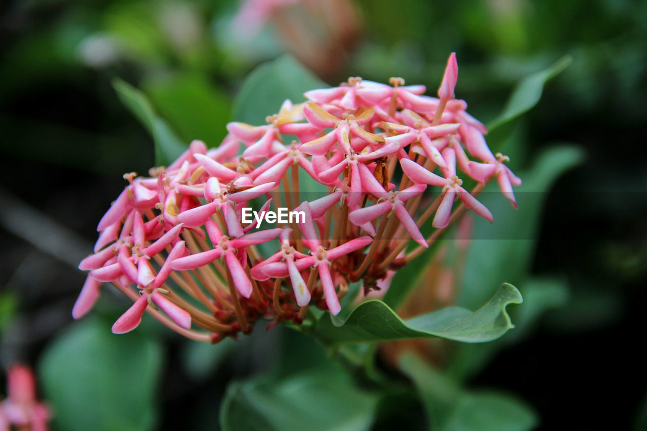 Close-up of pink ixora blooming outdoors