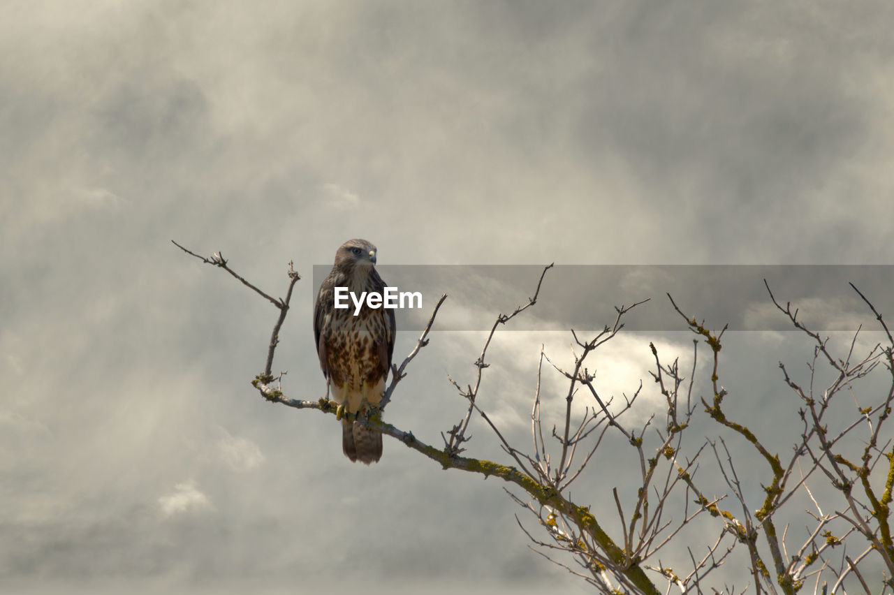 animal themes, animal, animal wildlife, wildlife, bird, one animal, nature, bird of prey, cloud, sky, perching, no people, tree, branch, plant, outdoors, low angle view, vulture, day