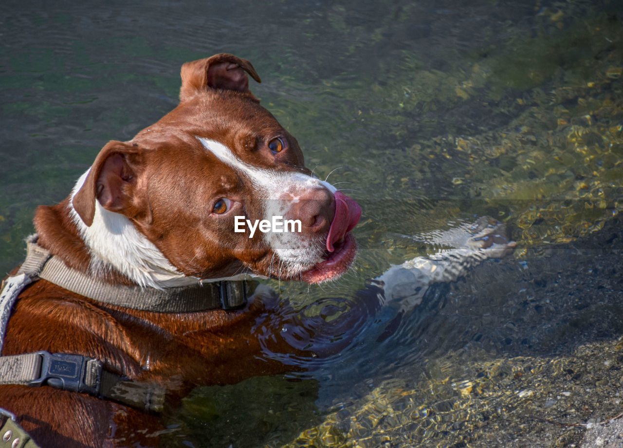 HIGH ANGLE VIEW OF DOG ON LAKE