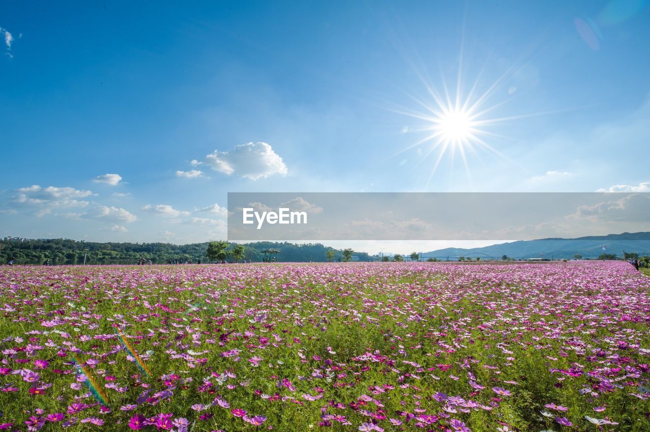 View of flowers growing in field