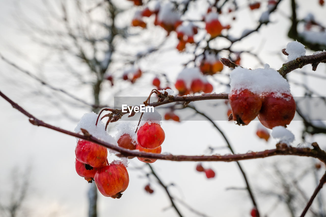 LOW ANGLE VIEW OF SNOW ON TREE