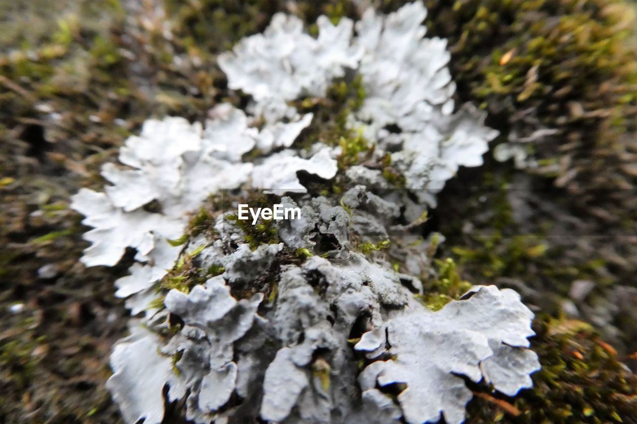 CLOSE-UP OF FROZEN PLANT