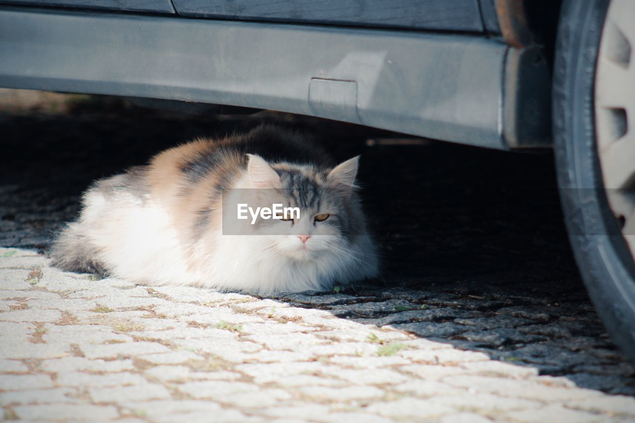 PORTRAIT OF A CAT ON THE CAR