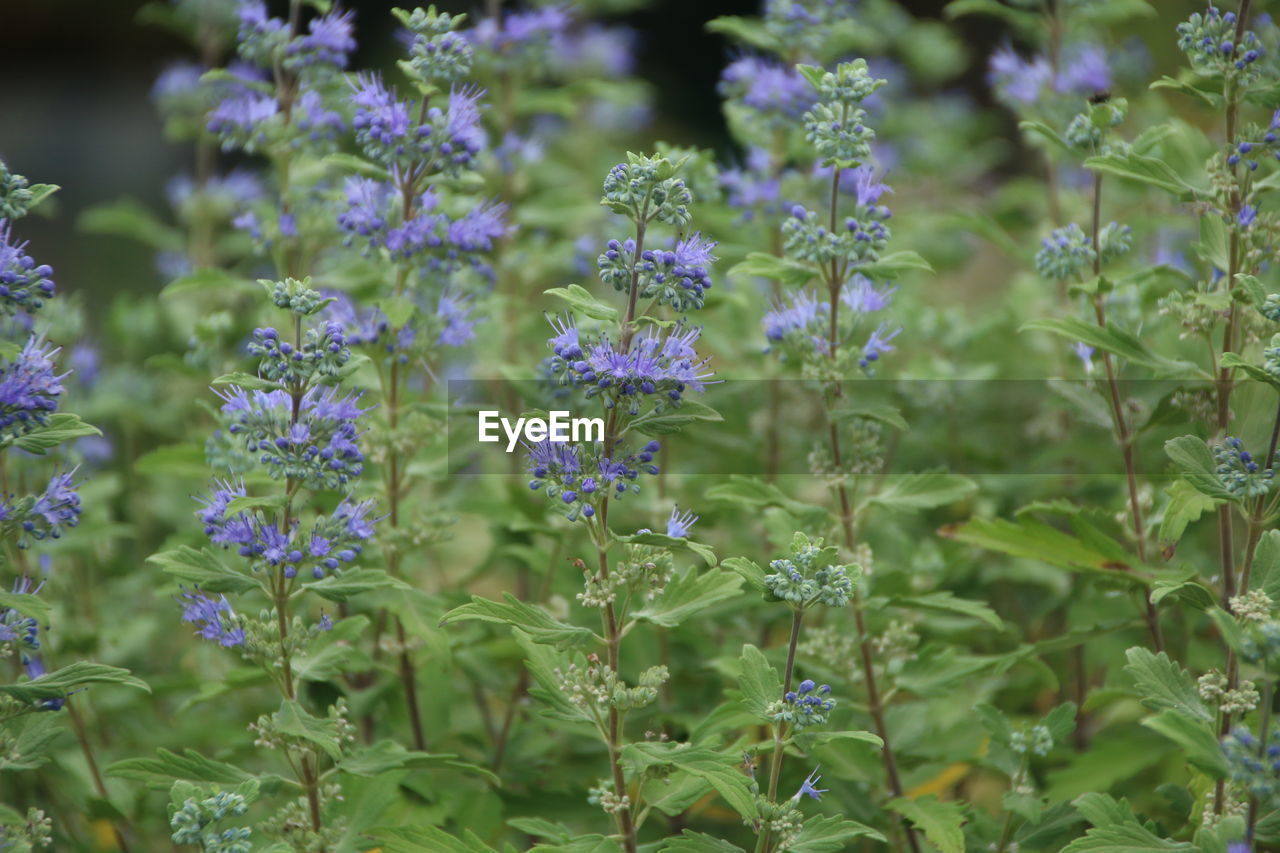 Close-up of purple flowering plants on field