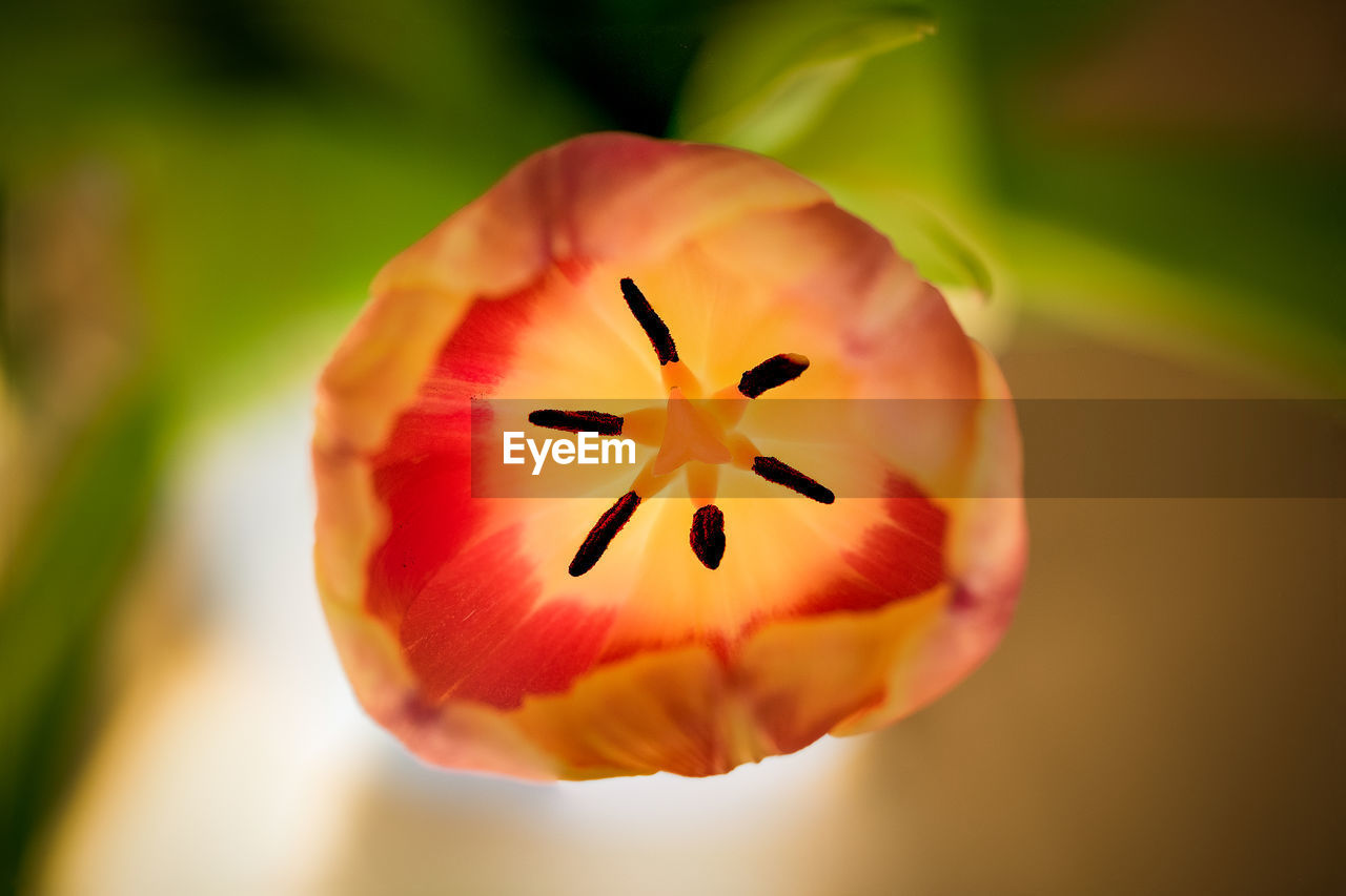 Close-up view of tulip