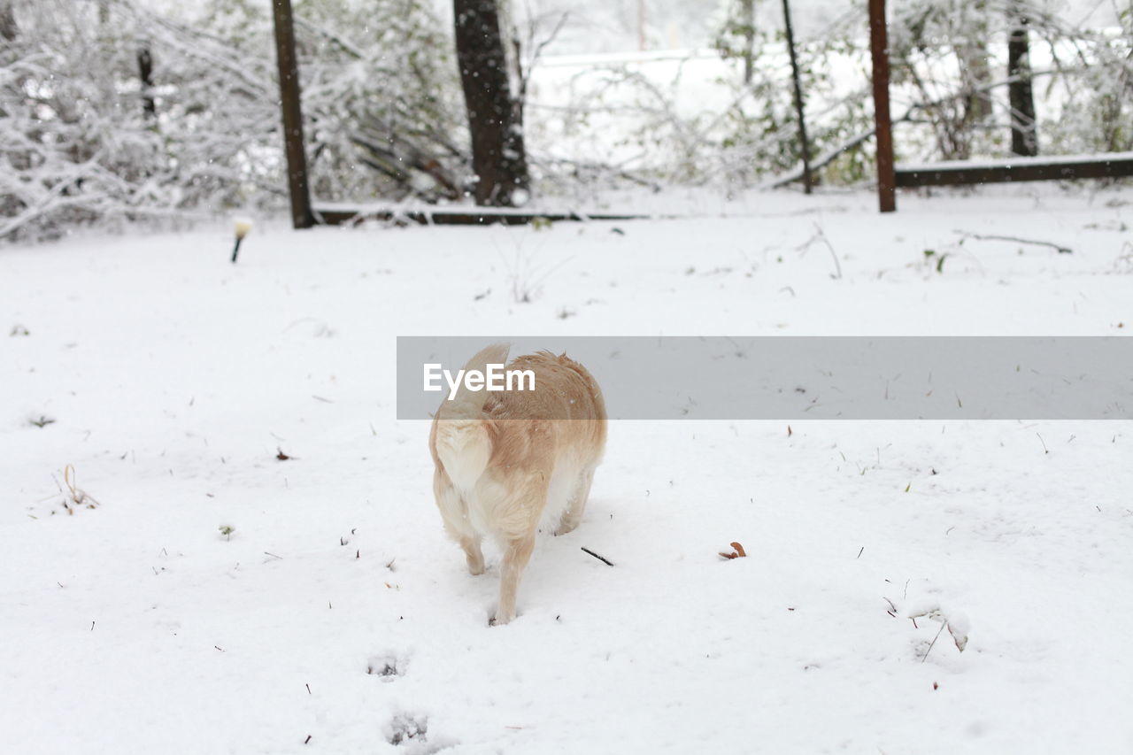 White dog navigating through snowy ground