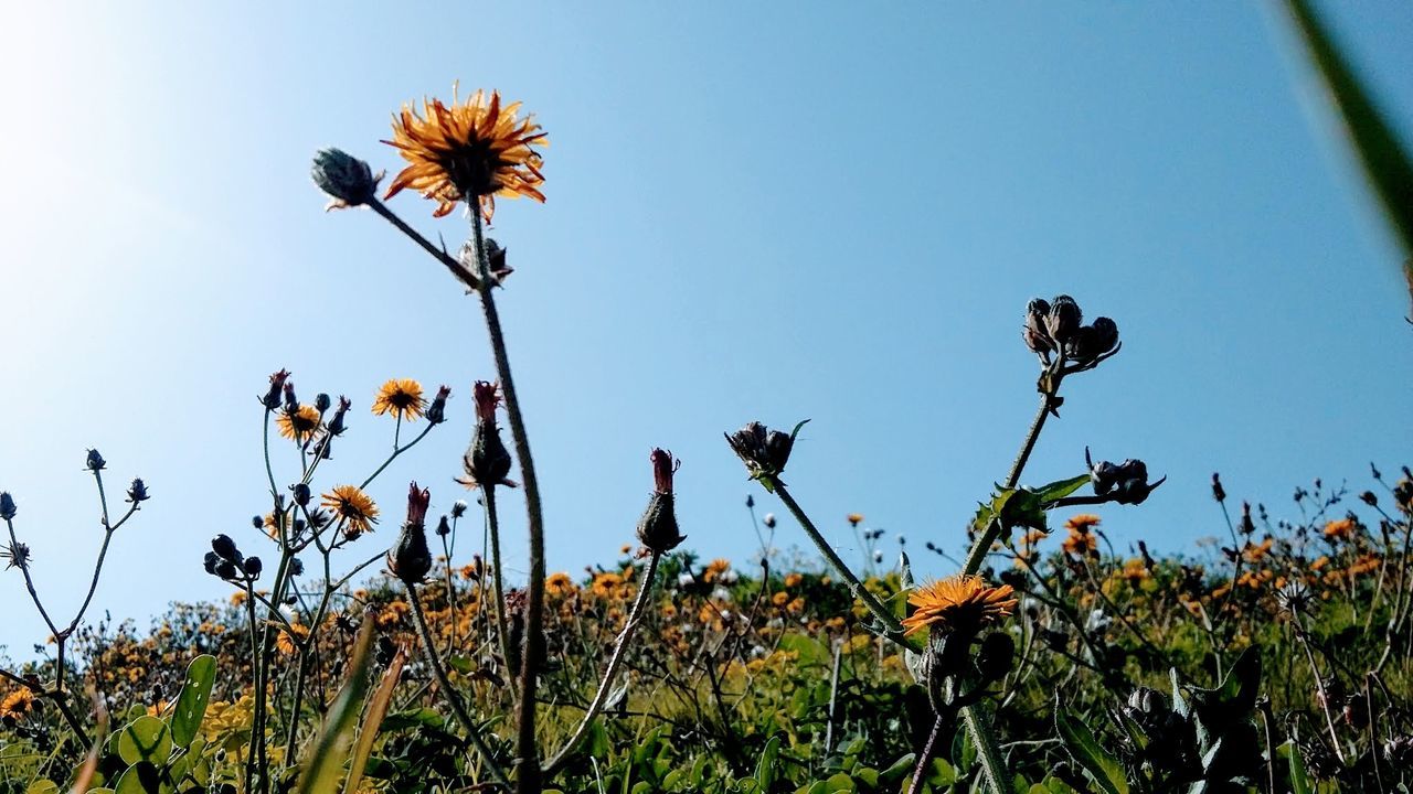 LOW ANGLE VIEW OF FLOWERING PLANT AGAINST SKY