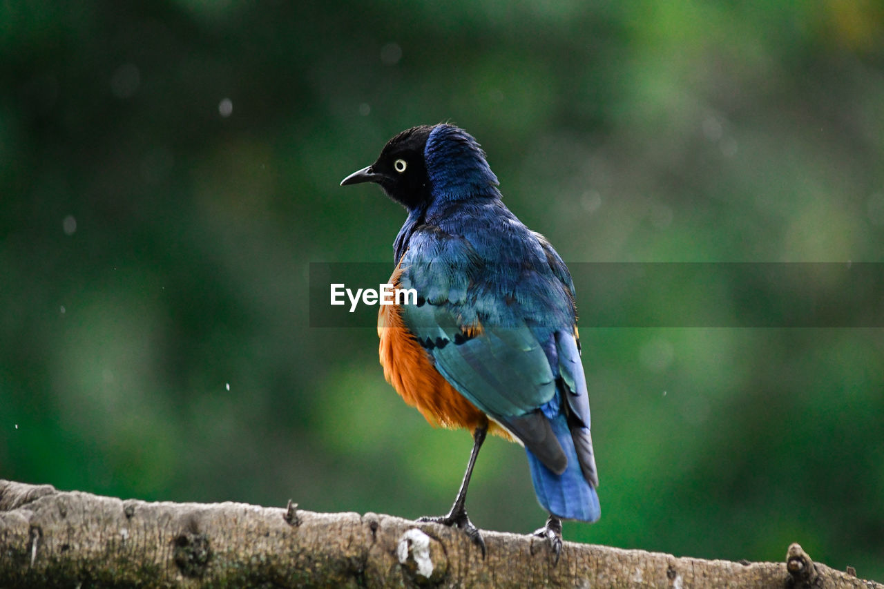 Close-up of bird perching on wood