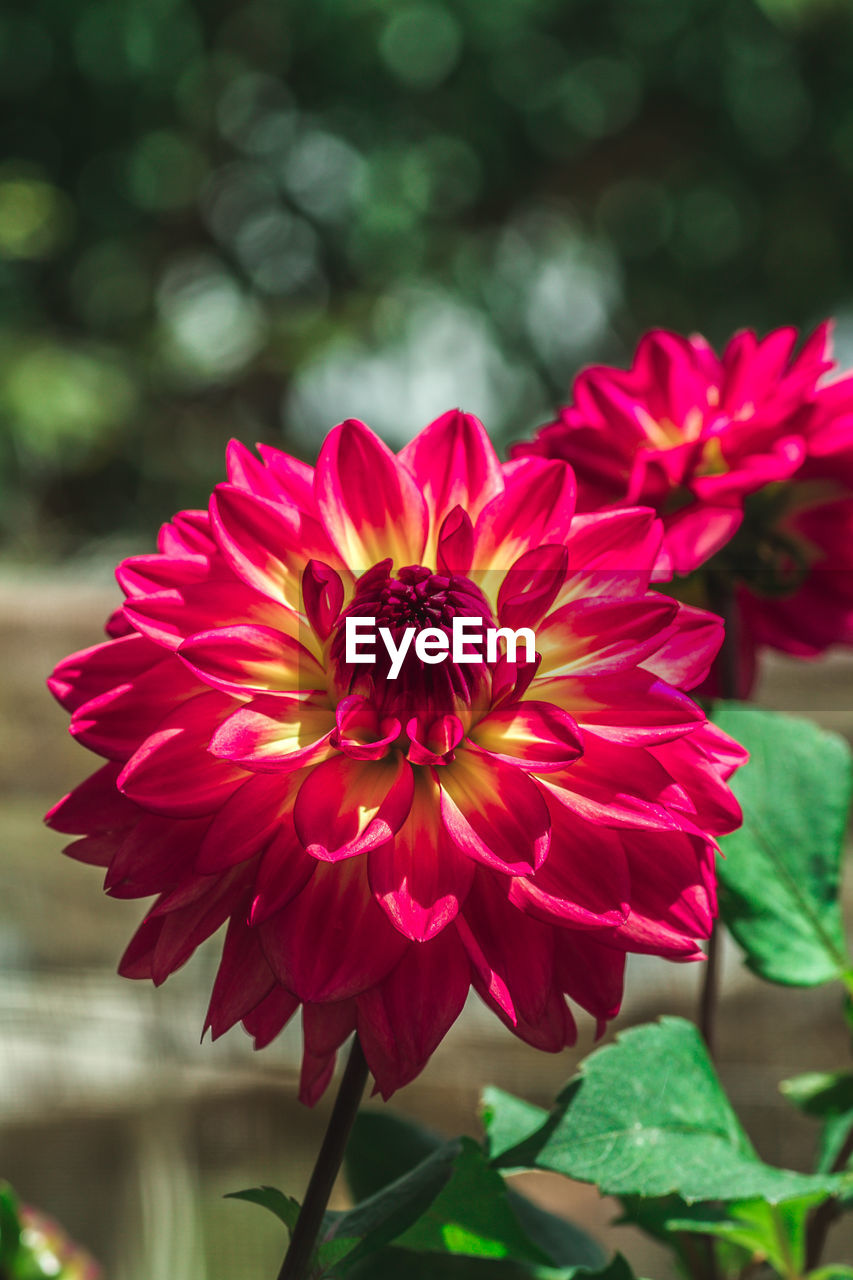 CLOSE-UP OF RED DAHLIA